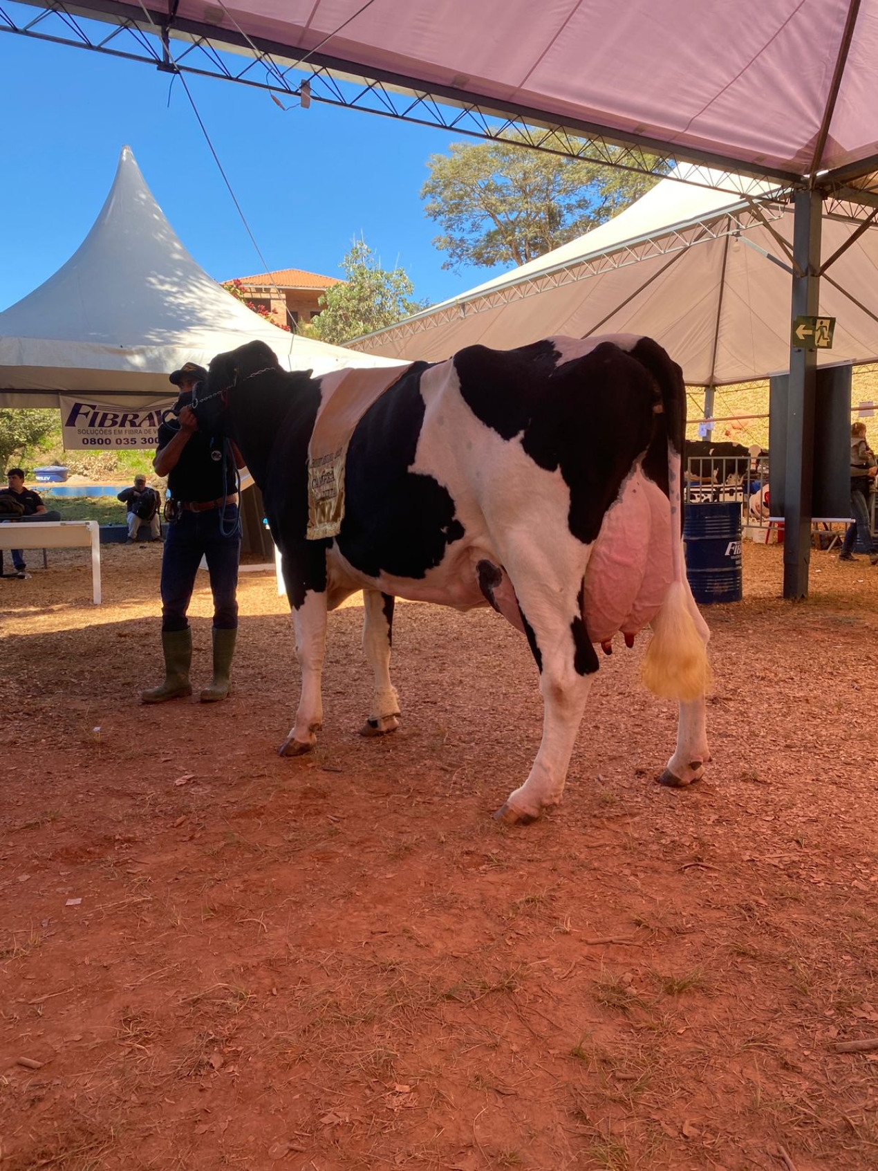 Jesuania celebra vaca recordista de leite e o sucesso contínuo do Agrofest